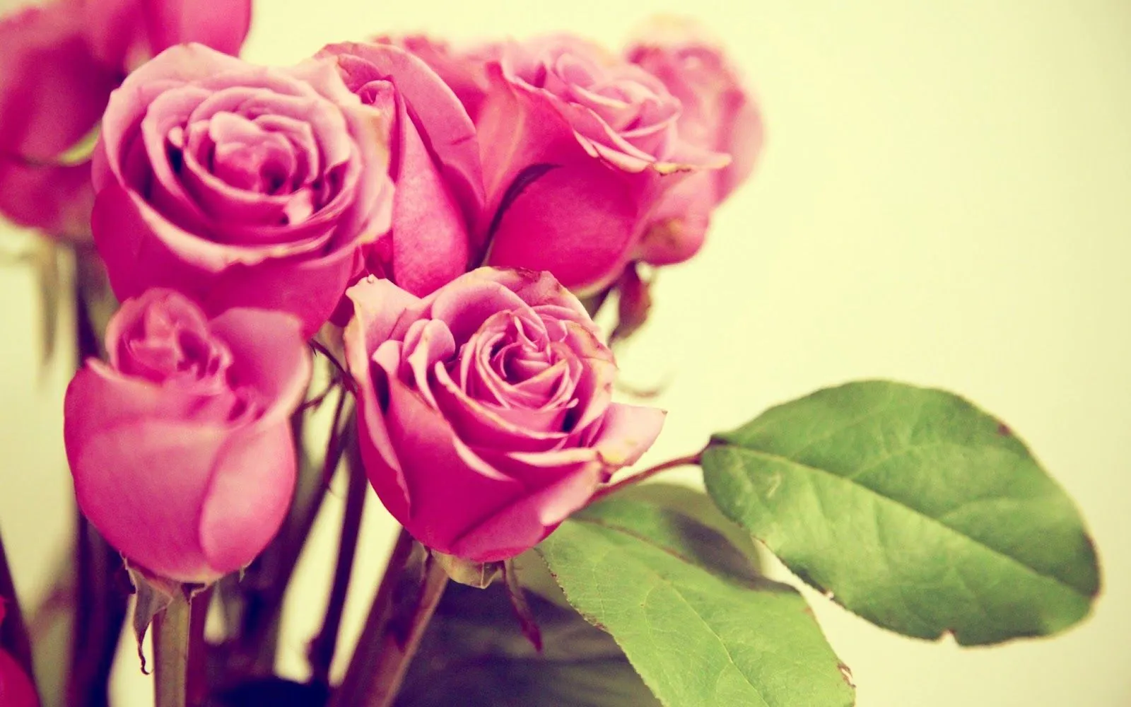 Imágenes Hilandy: Fondo de Pantalla Ramo de rosas Imágenes Hilandy: Fondo de Pantalla Ramo de rosas