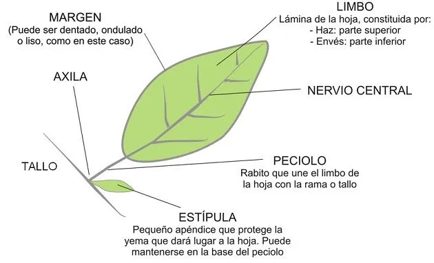 Dibujo de una hoja y sus partes - Imagui