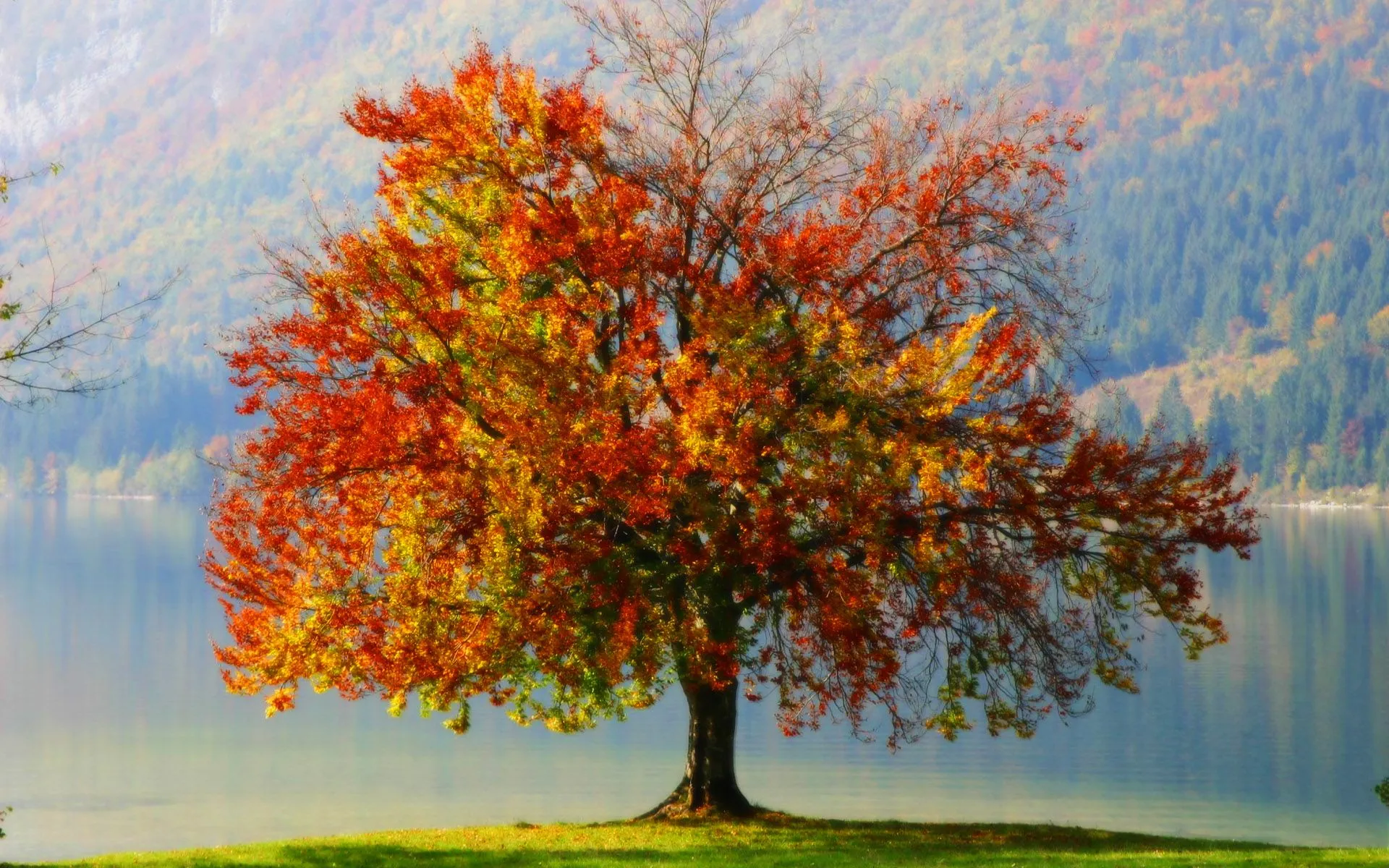 Imagenes, homenaje, autumn, otoño, wallpaper, tierra, tree - 121313 Imagenes, homenaje, autumn, otoño, wallpaper, tierra, tree - 121313