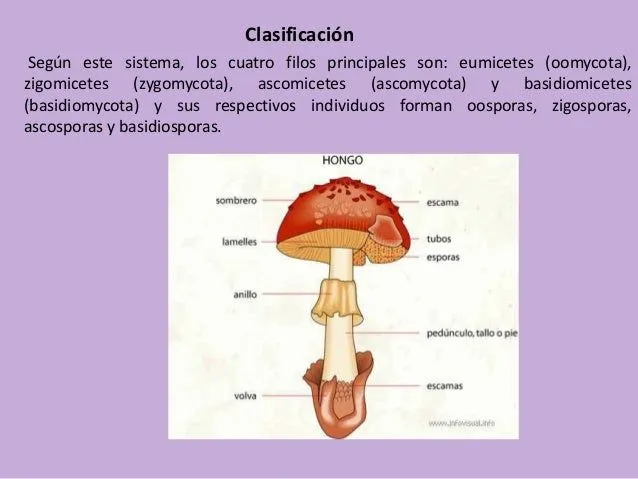 Imagenes de hongos y sus partes - Imagui