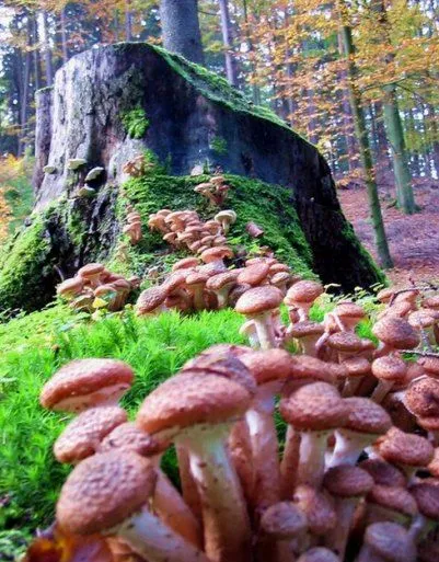 Imagenes de hongos y wallpapers!!! - Taringa!