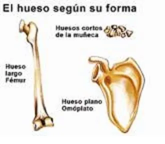 Imagenes de huesos cortos - Imagui