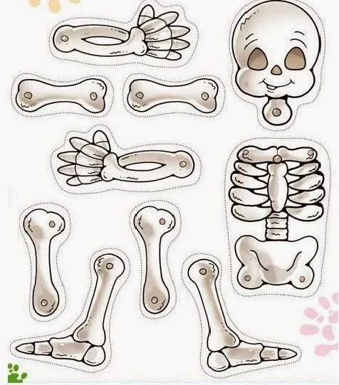 Maestra de Primaria: El cuerpo humano. Esqueletos para montar. Maestra de Primaria: El cuerpo humano. Esqueletos para montar.
