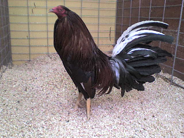 Imagenes de gallos de pelea finos | Imagenes Imagenes de gallos de pelea finos | Imagenes