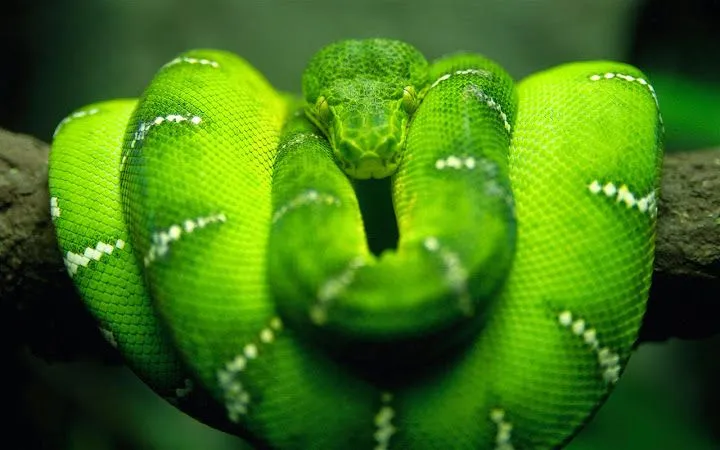 Imágenes impresionantes de animales para descargar - Identi Imágenes impresionantes de animales para descargar - Identi