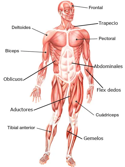 Imagenes para imprimir del cuerpo humano-Imagenes y dibujos para ...