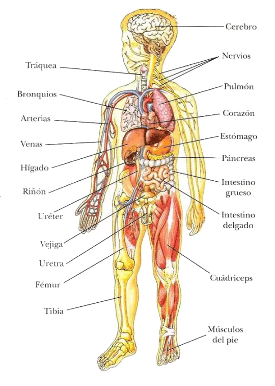 Imagenes para imprimir del cuerpo humano-Imagenes y dibujos para ...