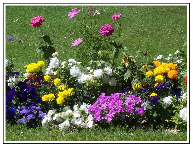 Flores en el jardín