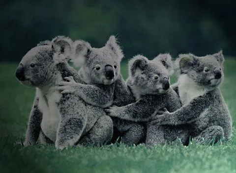 Imagenes de koalas para enamorados - Imagui Imagenes de koalas para enamorados - Imagui