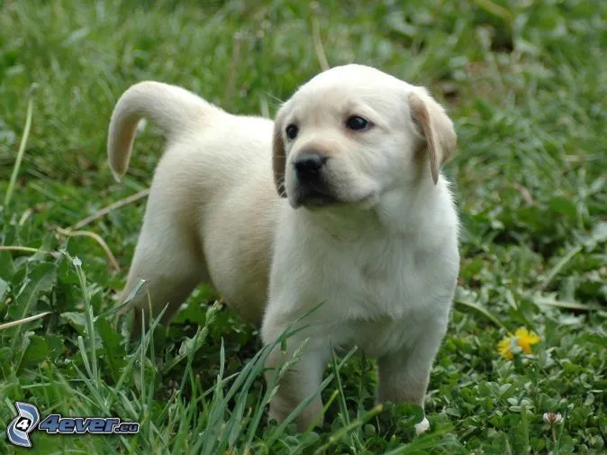 Imagenes de labrador cachorro - Imagui