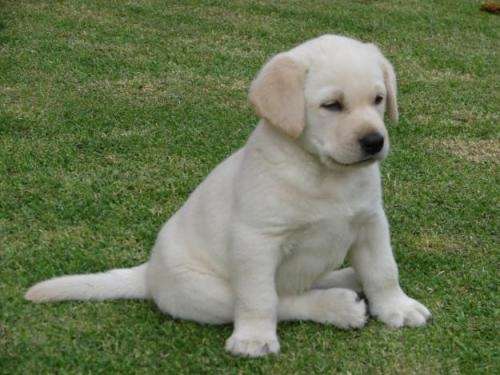Labrador dos meses - Imagui
