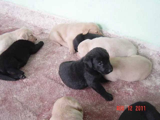 Imágenes de LABRADORES PRECIOSOS en Guadalajara