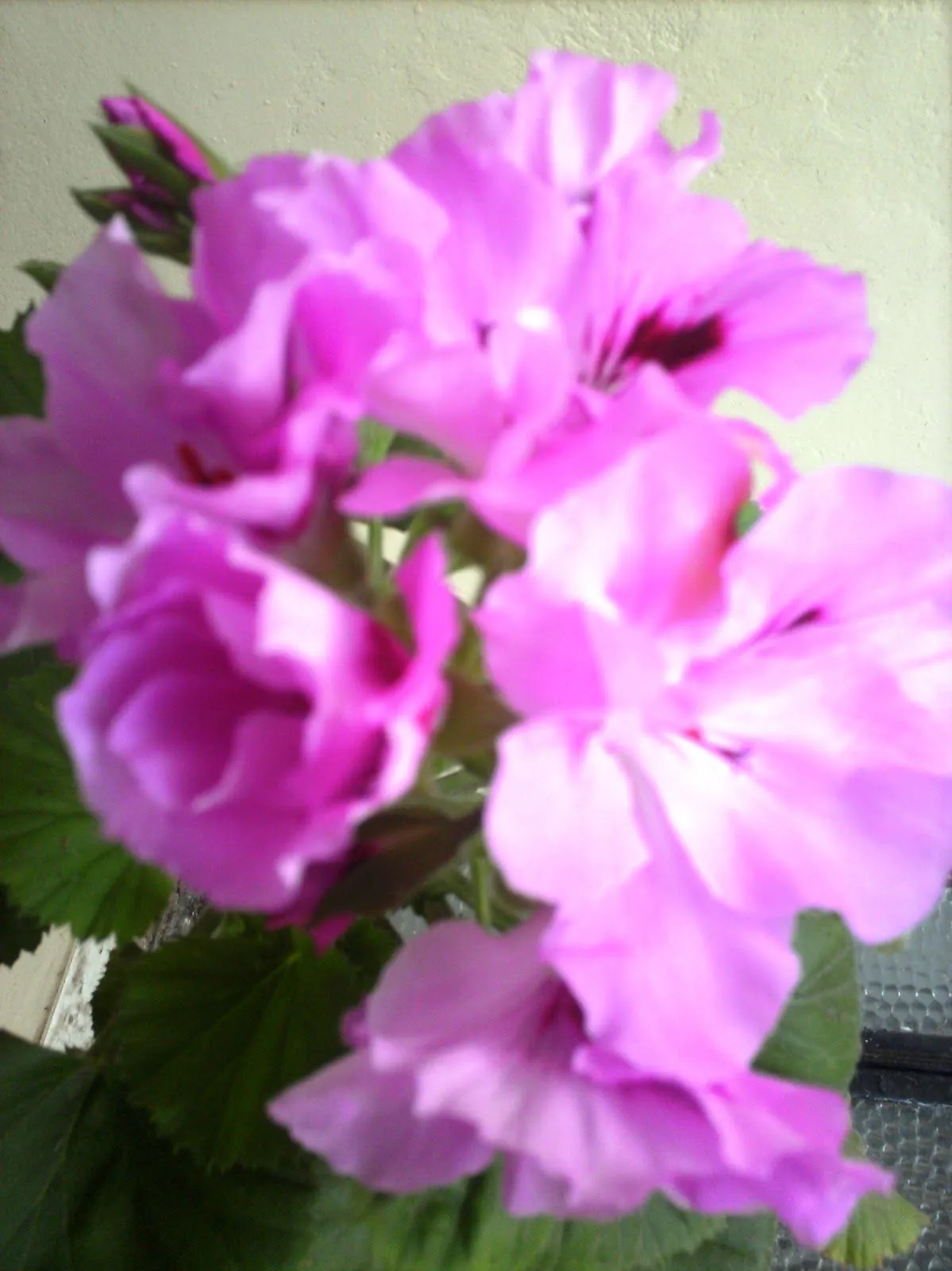 IMAGENES Y LAMINAS PARA IMPRIMIR: FLORES