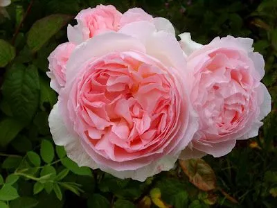 IMAGENES Y LAMINAS PARA IMPRIMIR: ROSAS SHABBY CHIC IMAGENES Y LAMINAS PARA IMPRIMIR: ROSAS SHABBY CHIC