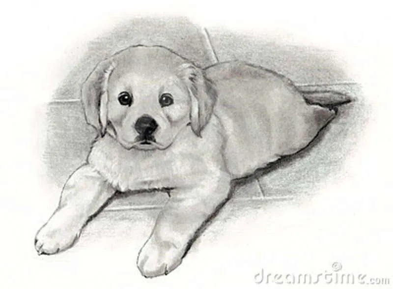 Imagenes perros a lapiz - Imagui