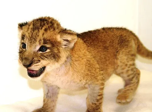 Imagenes de leones bebés - Imagui