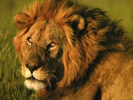 Imágenes de leones » LEONPEDIA