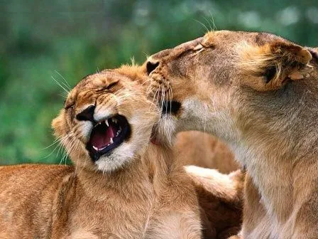 Estructura social de los leones | LEONPEDIA Estructura social de los leones | LEONPEDIA