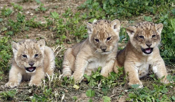 Imagenes de leones pequeños - Imagui