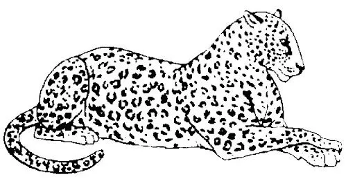 Dibujos de un leopardo para colorear - Imagui
