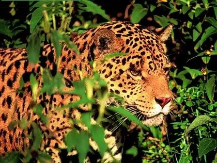 Imágenes de leopardos » LEOPARDOPEDIA