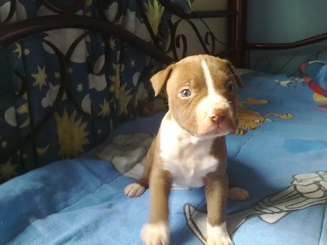 Imágenes de linda cachorra pit bull en Azcapotzalco Imágenes de linda cachorra pit bull en Azcapotzalco