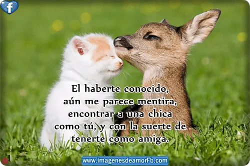 Imágenes lindas de amistad Imagenes bonitas con frases de amor ... Imágenes lindas de amistad Imagenes bonitas con frases de amor ...