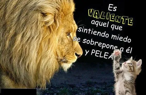 Imagenes Lindas Para Compartir Fb: Imagenes De Leones Con Frases ... Imagenes Lindas Para Compartir Fb: Imagenes De Leones Con Frases ...