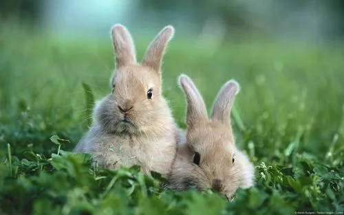 Imágenes Lindas de Conejitos | Imagenes para Facebook [ Imágenes Lindas de Conejitos | Imagenes para Facebook [