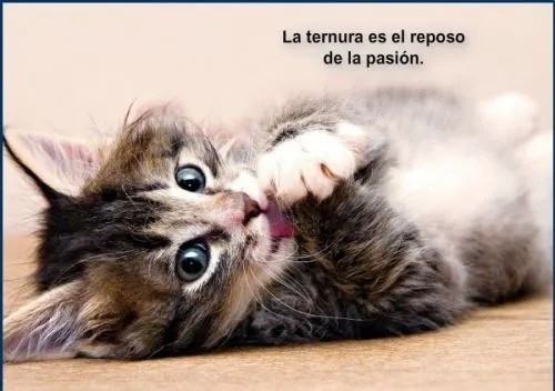 Imágenes lindas de gatitos con frases | Mi amor... Te amo !