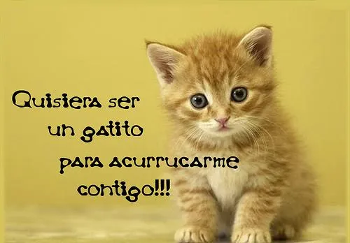 Imágenes lindas de gatitos con frases | Mi amor... Te amo !