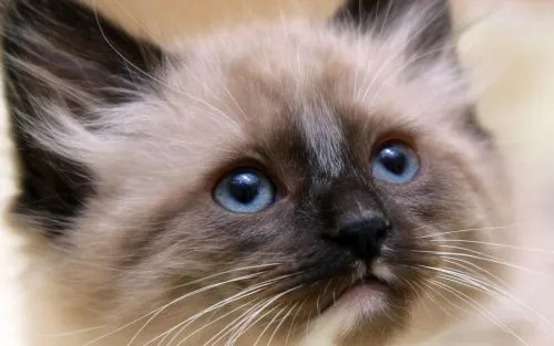 Fotos de gatitos siameses bebés - Imagui