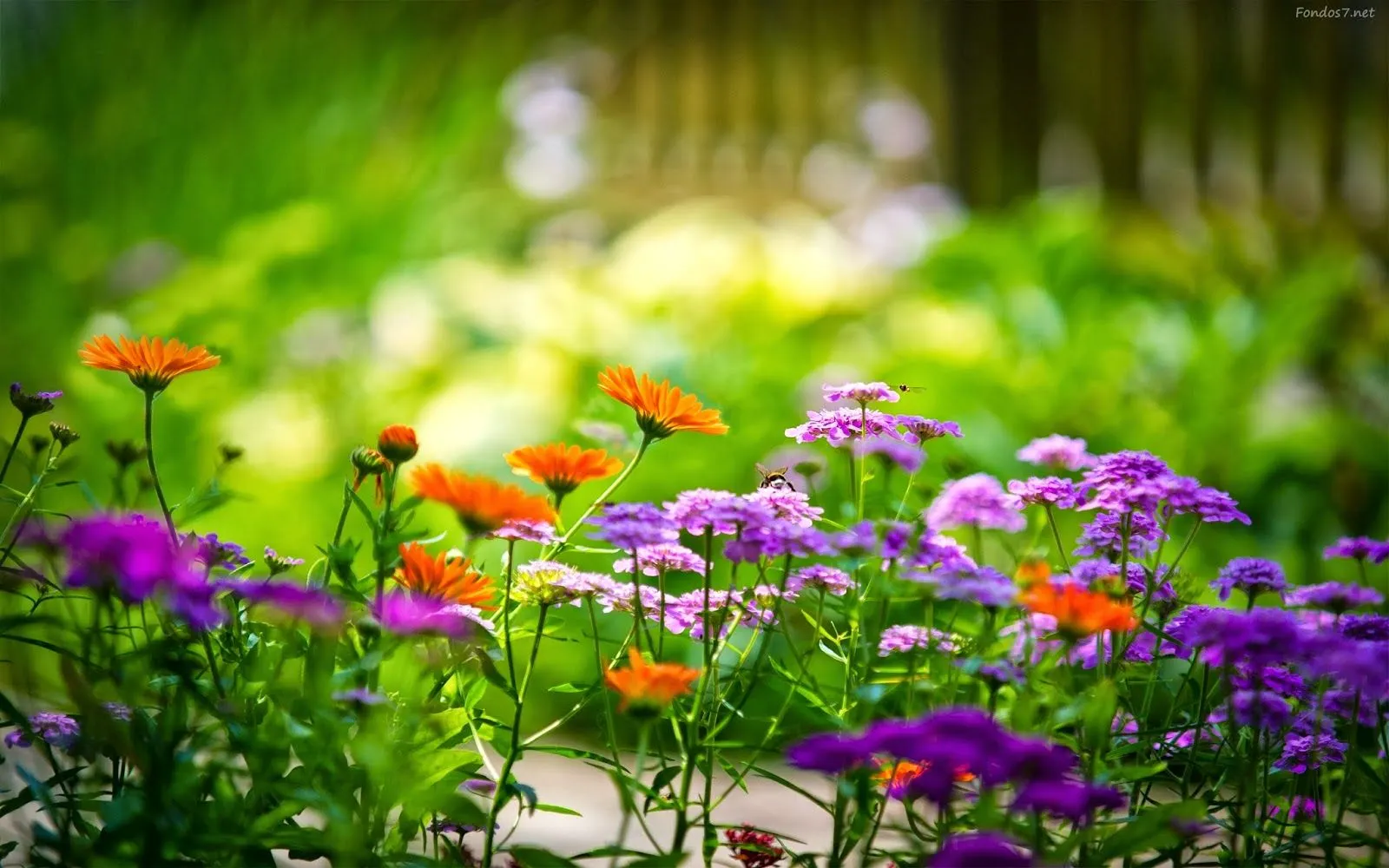 Imagenes lindas: Imagenes lindas para fondo de pantalla Imagenes lindas: Imagenes lindas para fondo de pantalla