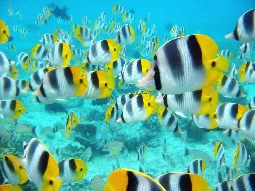 Imágenes lindas de Peces | Imagenes Tiernas - Imagenes de Amor Imágenes lindas de Peces | Imagenes Tiernas - Imagenes de Amor