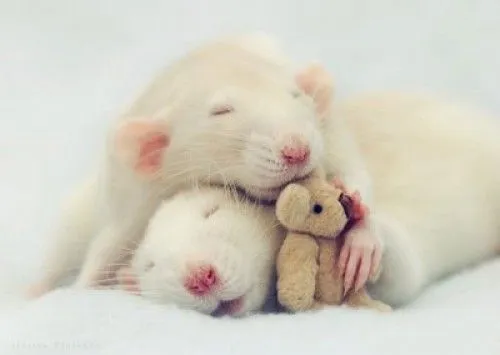 Imágenes lindas de ratoncitos para compartir | Imagenes Tiernas ... Imágenes lindas de ratoncitos para compartir | Imagenes Tiernas ...