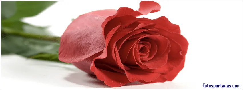 Imágenes de lindas rosas para portadas de facebook - Fotos ... Imágenes de lindas rosas para portadas de facebook - Fotos ...