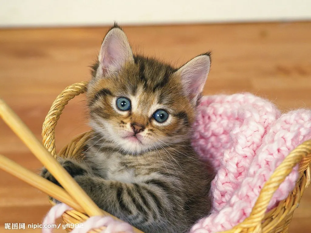 Imágenes de Lindos Gatitos - De Imagenes y algo mas Imágenes de Lindos Gatitos - De Imagenes y algo mas