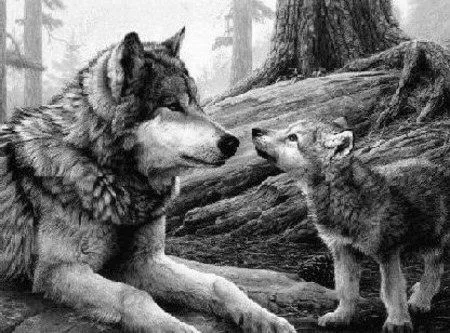 Imagenes de bebés lobos - Imagui