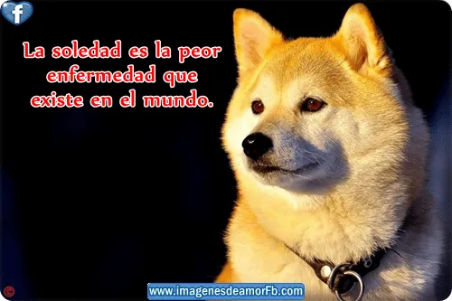 Imagenes de lobos con frases de soledad ~ Imagenes de amor con ... Imagenes de lobos con frases de soledad ~ Imagenes de amor con ...