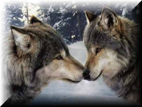 Imagenes de lobos salvajes - Imagui