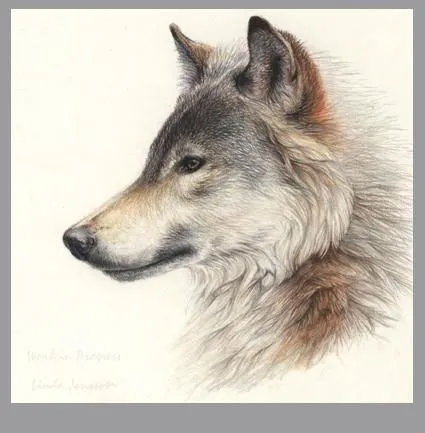Dibujos animados de lobos enamorados - Imagui