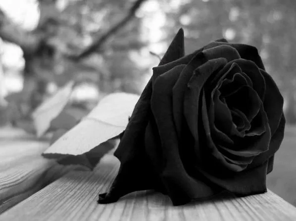 Rosa De Luto | Imagenes Para Compartir
