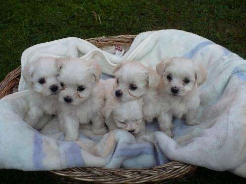 Imagenes de maltes cachorros - Imagui