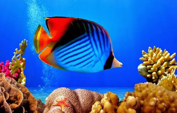Imagenes del mar y peces HD - Imagui