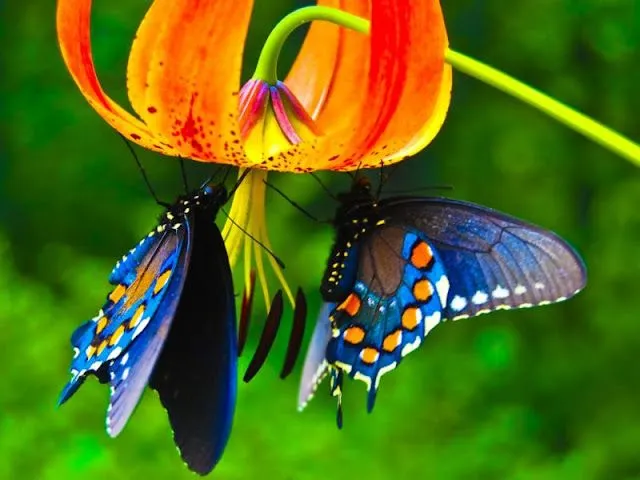 IMÁGENES MARAVILLOSAS: MARIPOSAS ...BELLAS DE VERDAD! IMÁGENES MARAVILLOSAS: MARIPOSAS ...BELLAS DE VERDAD!