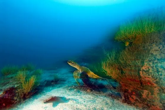 Imagenes marinas en movimiento - Imagui