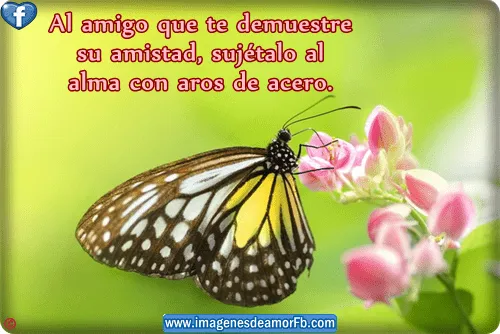 Imagenes de mariposa con frases de amistad Imagenes bonitas con ...