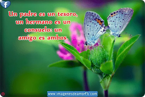 Imagenes de mariposa con frases de amistad Imagenes bonitas con ...