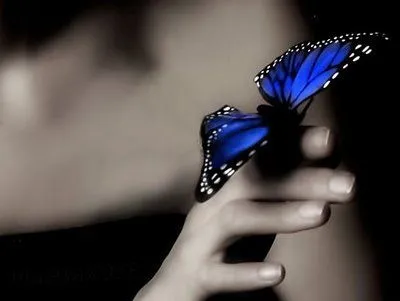 Imagenes de mariposa con movimiento - Imagui Imagenes de mariposa con movimiento - Imagui
