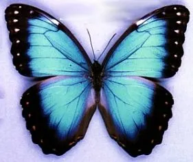 imagenes de mariposas